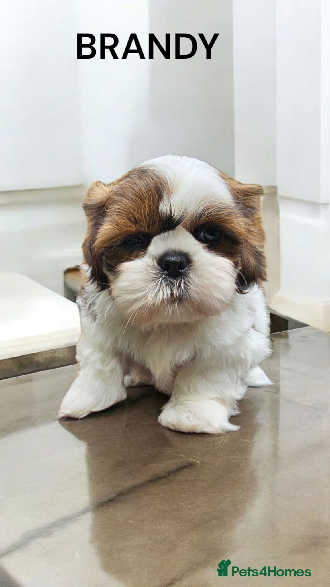 Shih Tzu dogs  💞 QUALITY STANDARD SHIH TZU COMING SOON💕 - Advert 1