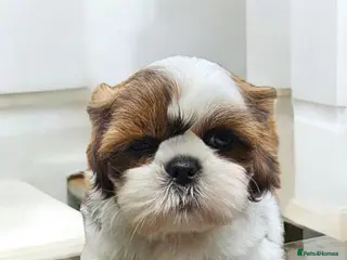 Shih Tzu dogs 💞 QUALITY STANDARD SHIH TZU COMING SOON💕 - Advert 4