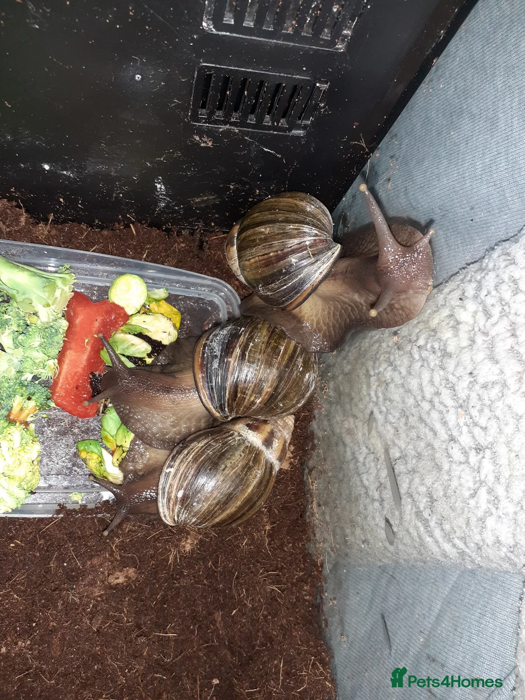 Snails invertebrates for sale: 🐌 Baby African Giant Land Snails for Sale 🐌 - Advert 4