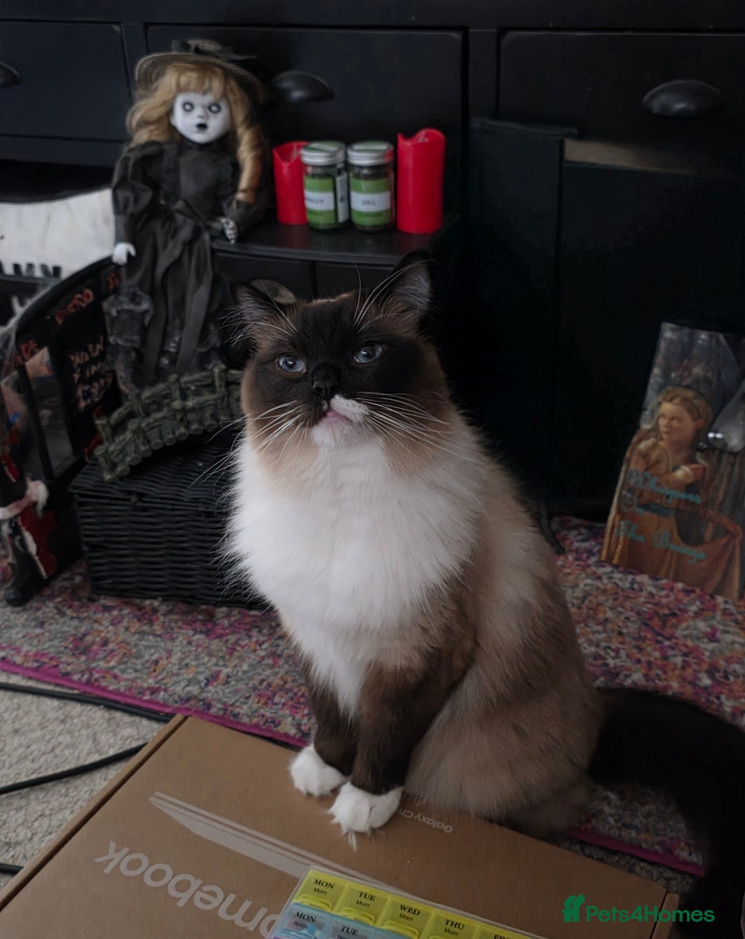 Ragdoll cats for sale: Beautiful Seal Point Ragdoll - Advert 2