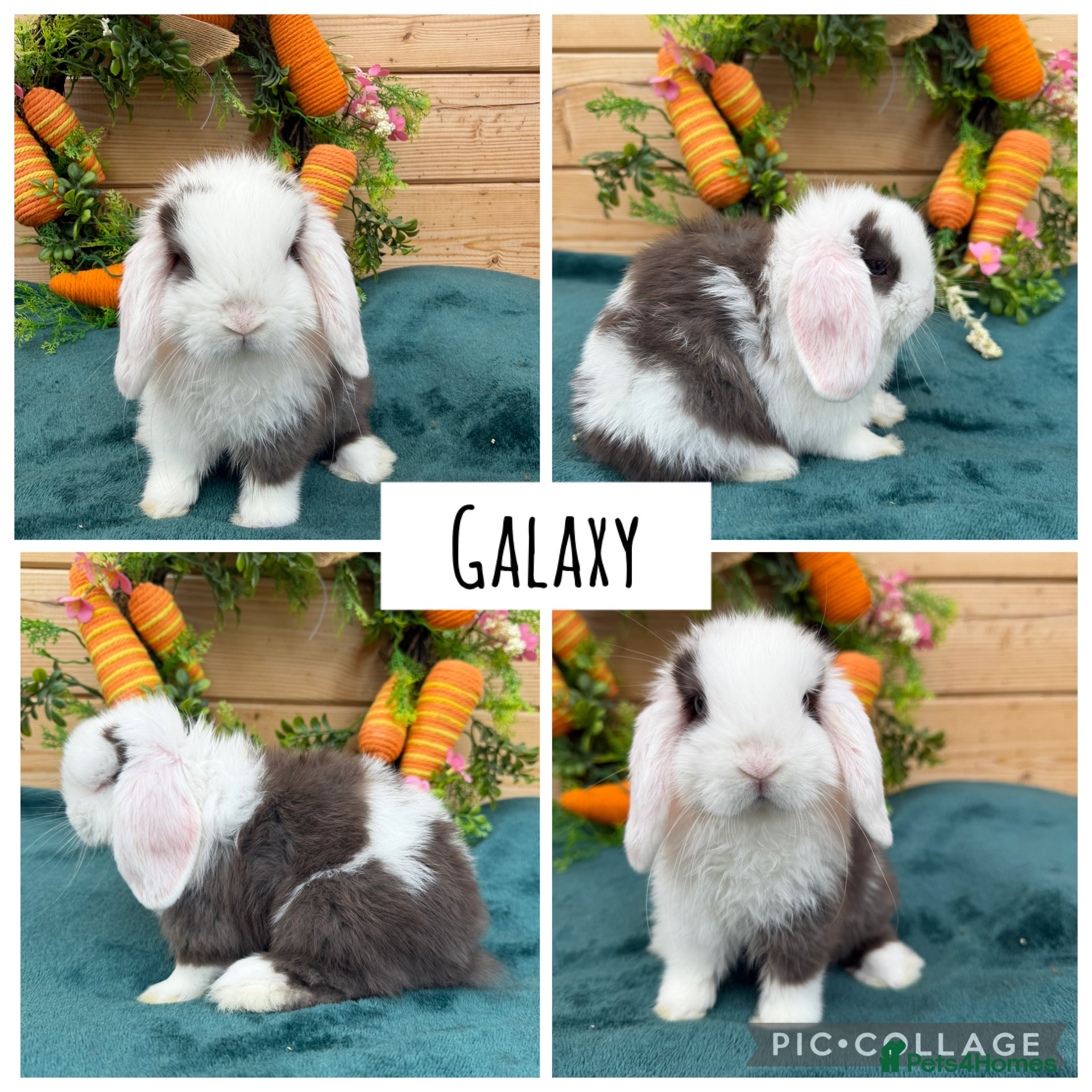 Mini Lop rabbits Pure bred mini lops  - Advert 18