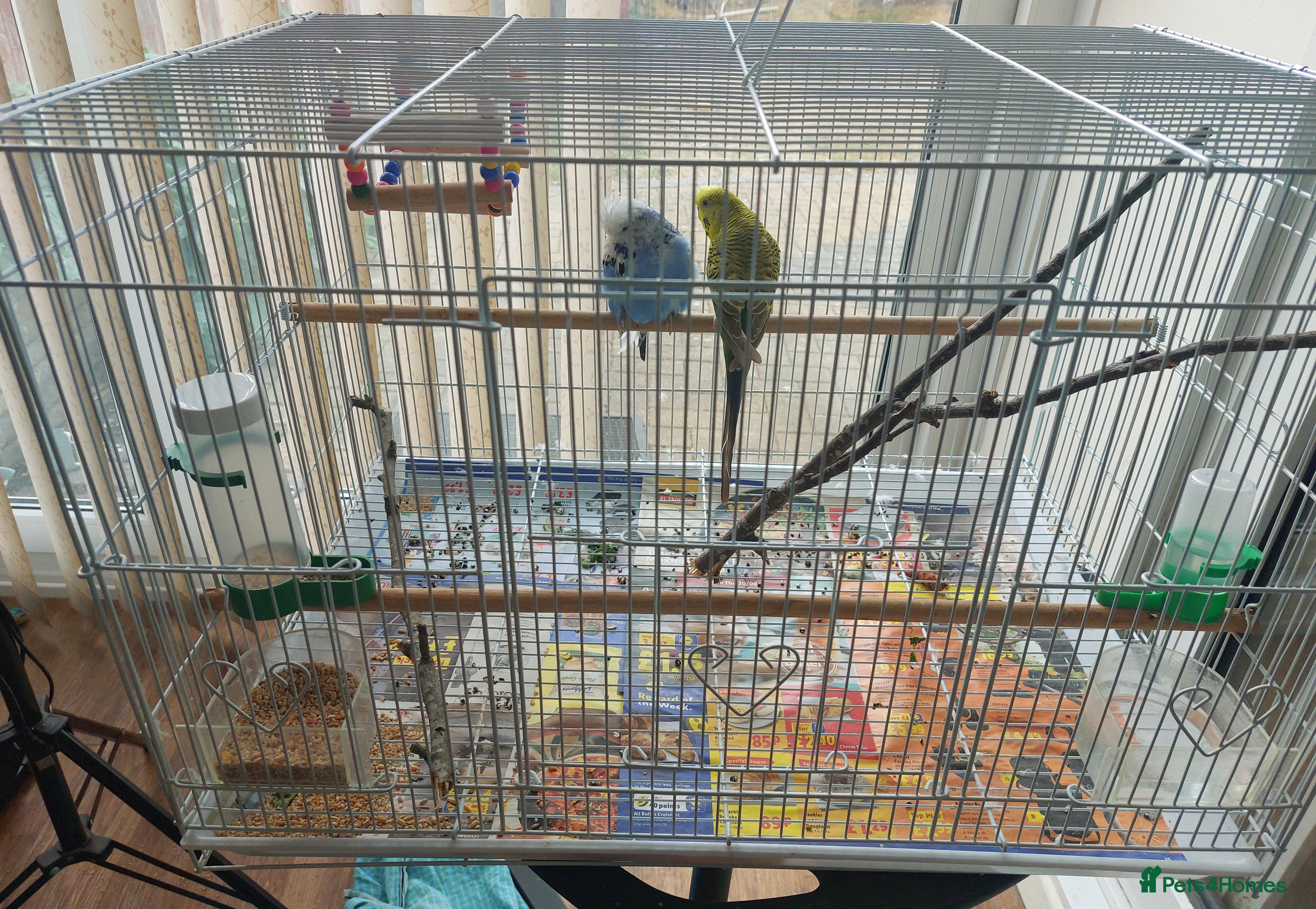 Budgerigars birds Budgies with cage - Advert 4