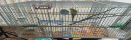 Budgerigars birds for sale: Budgies with cage in Dunstable - Advert 1