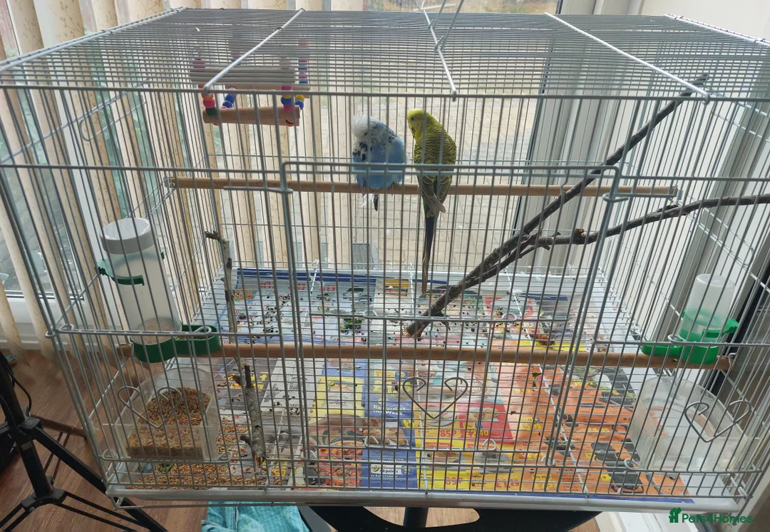 Budgerigars birds for sale: Budgies with cage in Dunstable - Advert 1