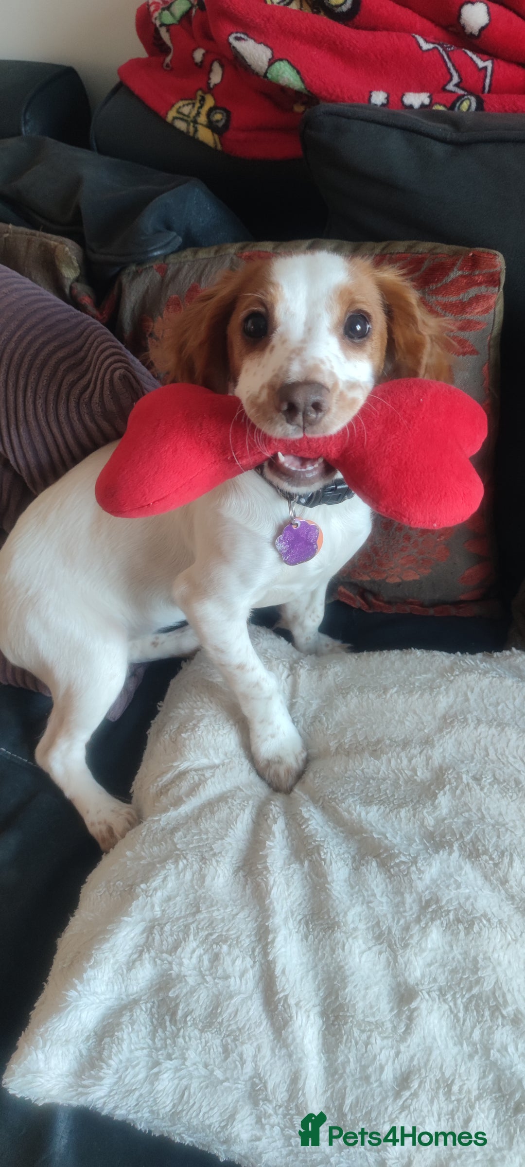 Cocker Spaniel dogs for sale: 1 year old Cocker Spaniel - Advert 3