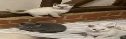 British Shorthair cats for sale: British Shorthair Kittens - Advert 2