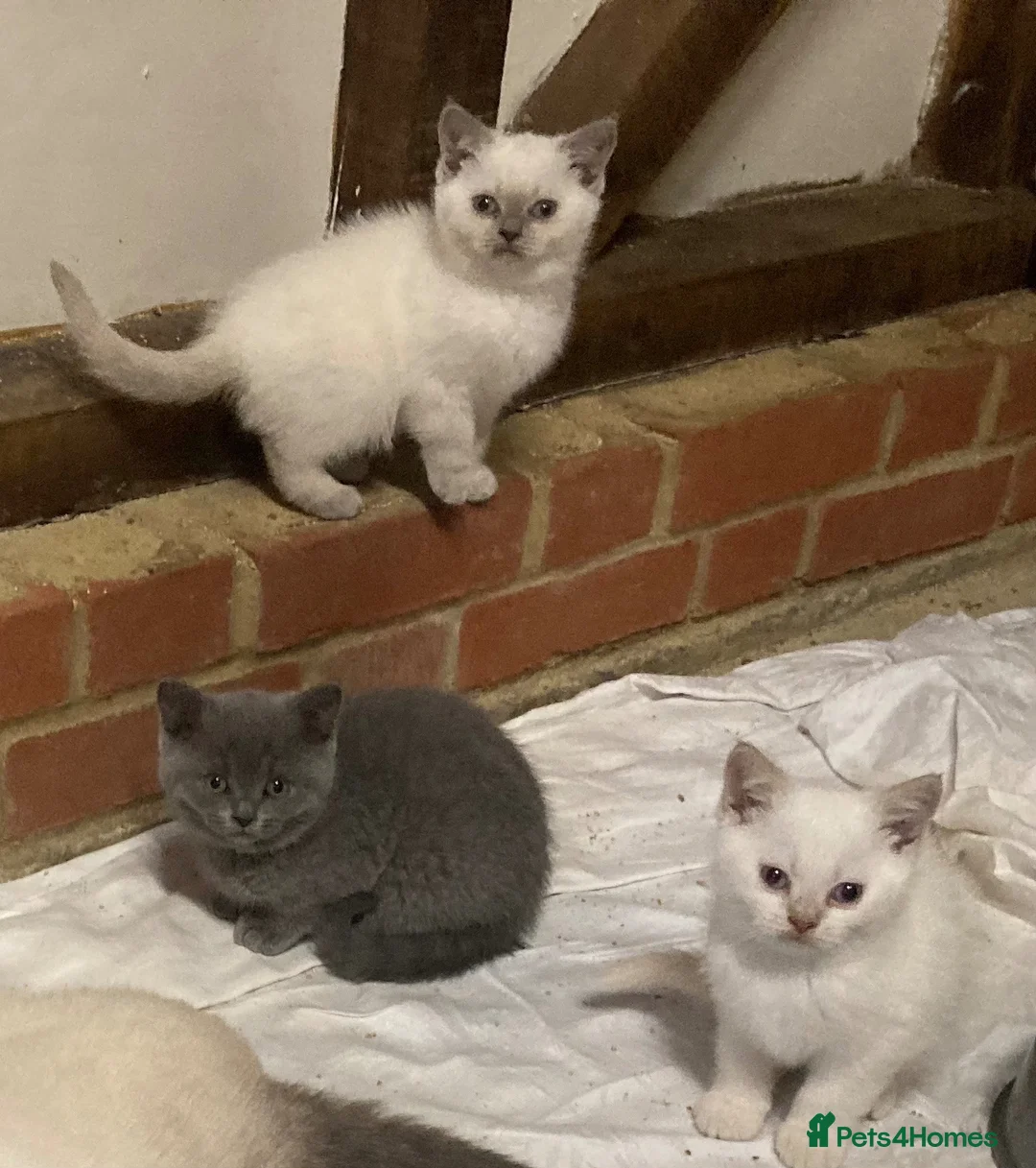British Shorthair cats for sale: British Shorthair Kittens - Advert 2
