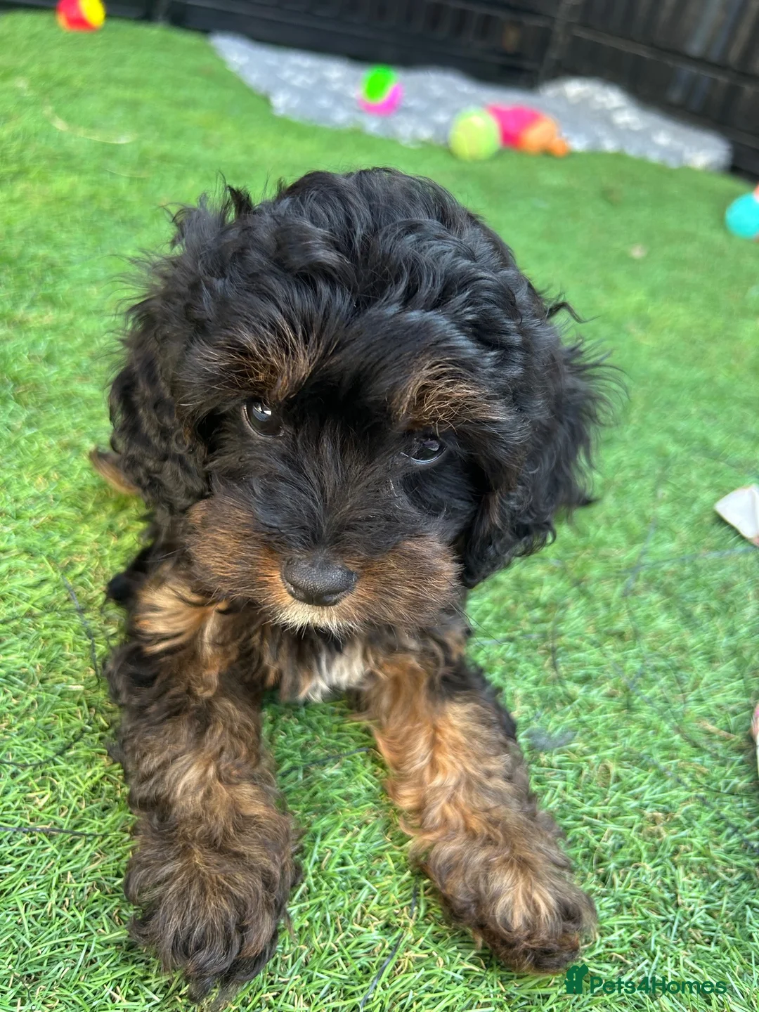 Cavapoo dogs for sale: F1 Black and Tan cavapoo puppy DNA clear  - Advert 2
