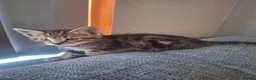 Mixed Breed cats for sale: 2 litters of 2 mommy in Preston - Advert 20