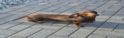 Miniature Dachshund dogs for sale: Darling wilma Looking for Her Retirement Home - Advert 5