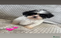 Lhasa Apso dogs for sale: Beautiful Lhasa Apso  - Image 24