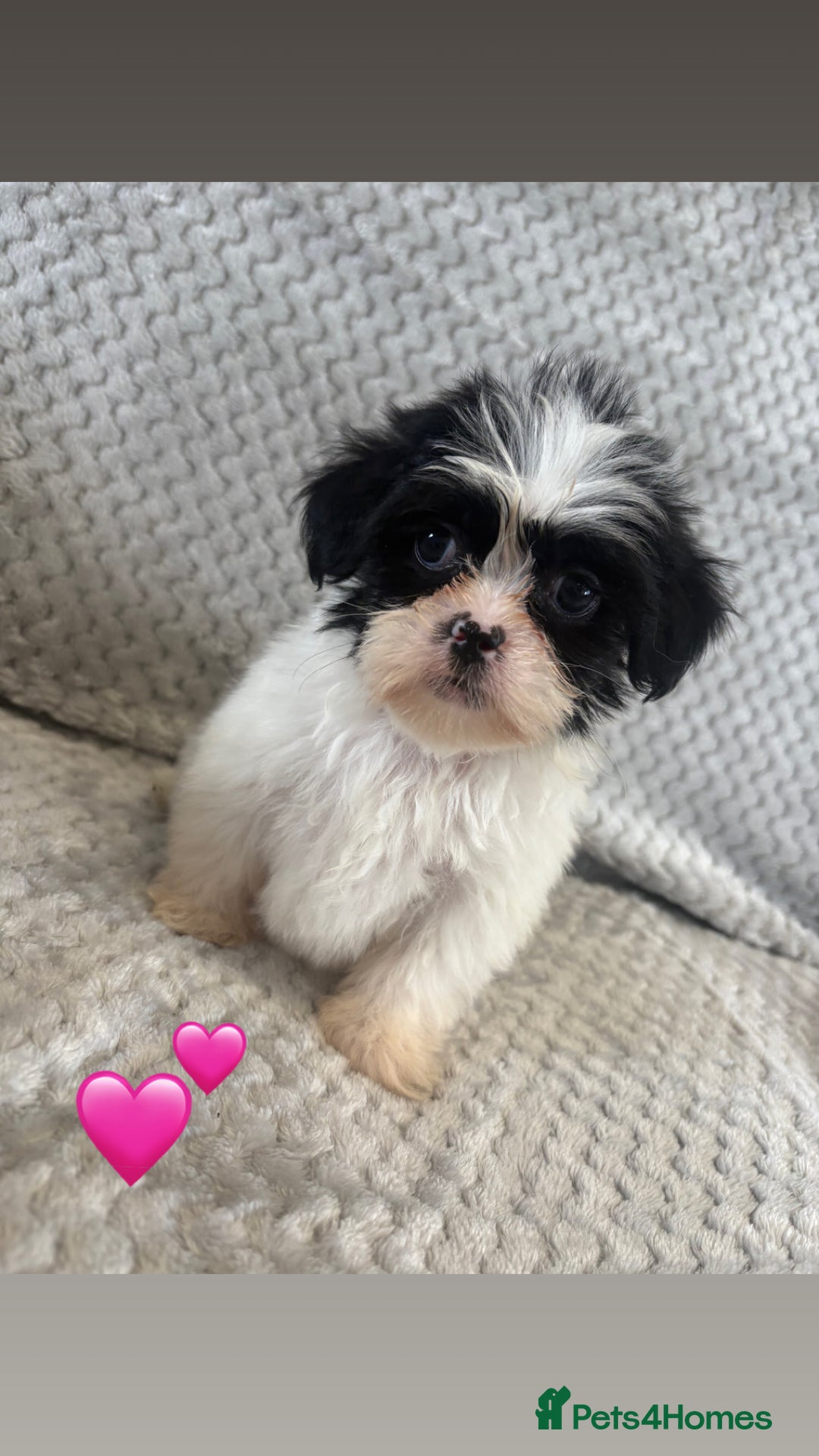 Lhasa Apso dogs for sale: Beautiful Lhasa Apso  - Image 24