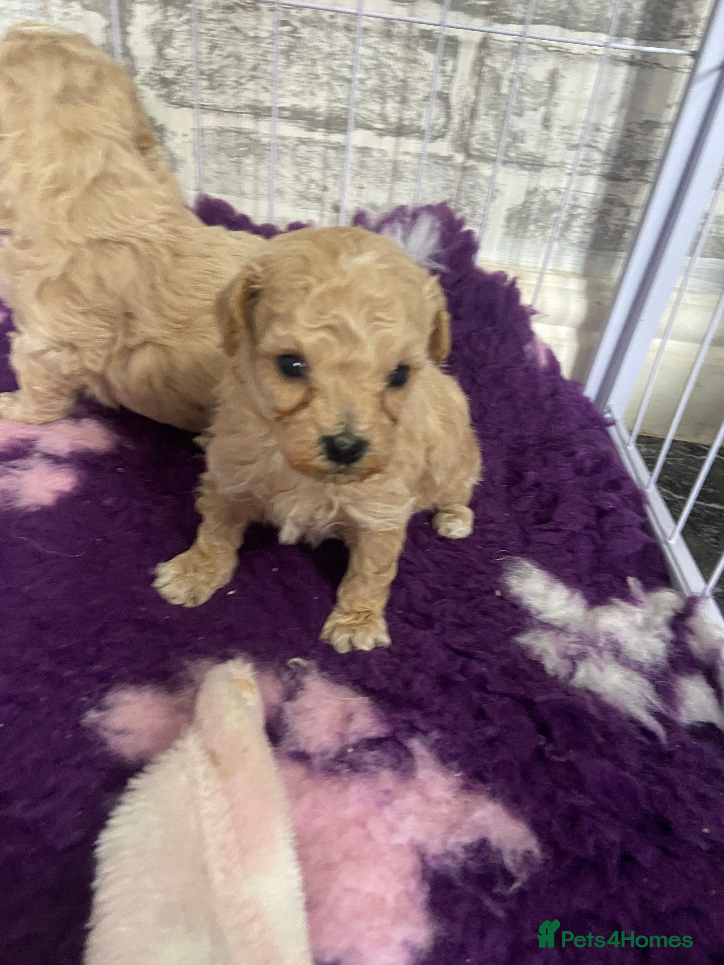 Poochon dogs F1 Tiny poochons,champion bloodline parents  - Advert 1