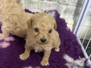 Poochon dogs F1 Tiny poochons,champion bloodline parents - Advert 1