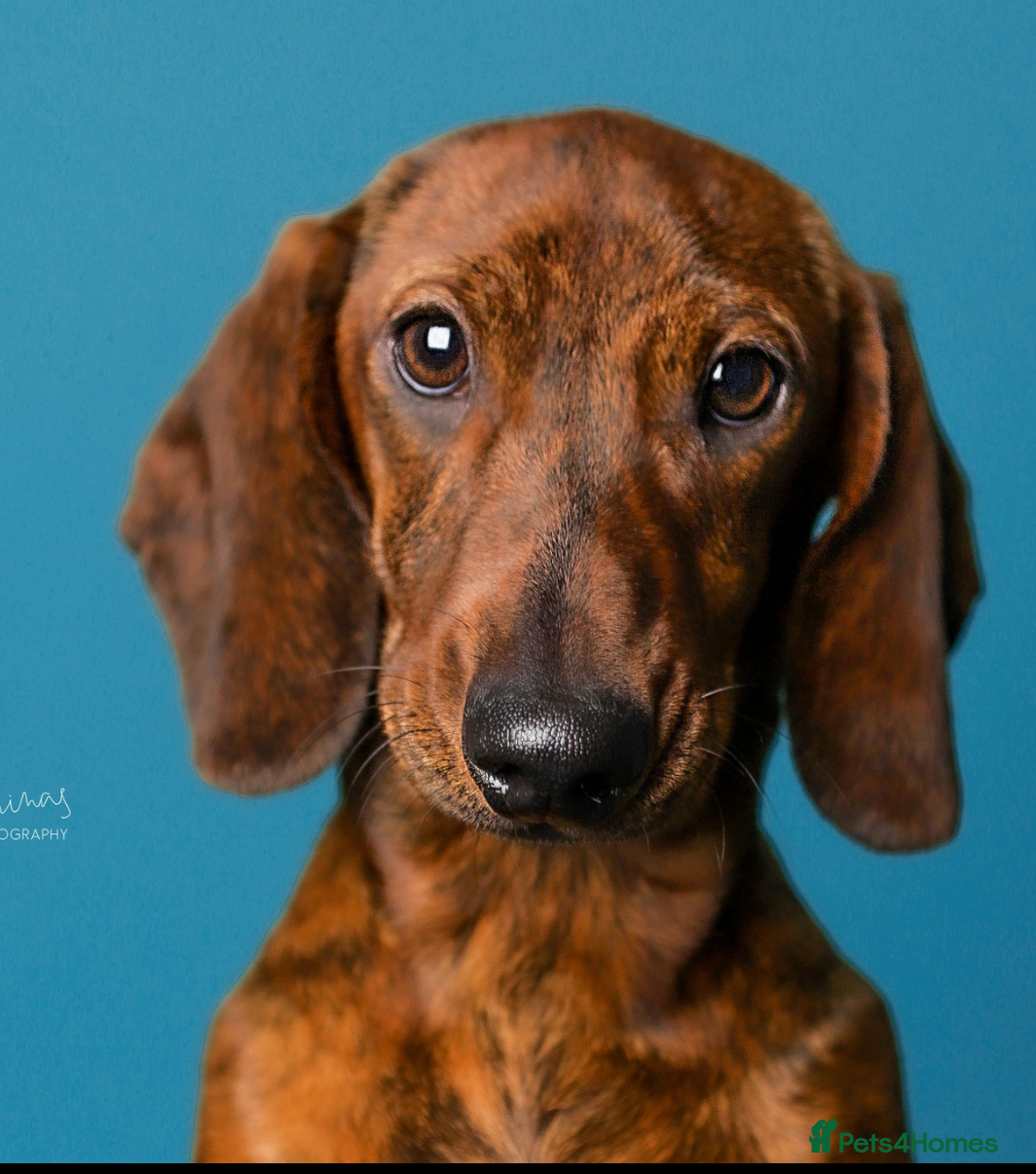 Dachshund dogs Miniature Smooth Dachshund Brindle KC reg in Nottingham - Advert 2