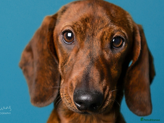 Dachshund dogs in Nottingham - Advert 10