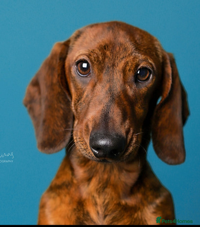 Dachshund dogs in Nottingham - Advert 1