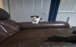 Mixed Breed cats for sale: Arya and kitten  - Advert 4