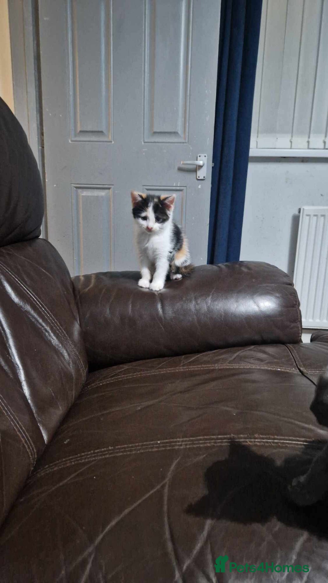 Mixed Breed cats for sale: Arya and kitten  - Advert 4