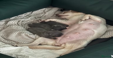Chihuahua dogs - Advert 3