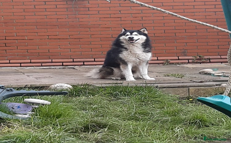 Alaskan Malamute dogs - Advert 1