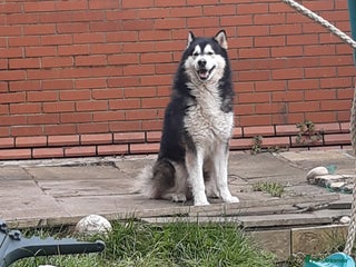 Alaskan Malamute dogs - Advert 1