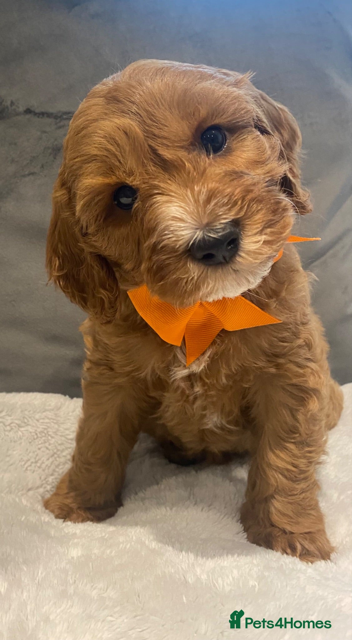Cavapoo dogs Stunning F1B health tested Cavapoo’s  - Advert 1