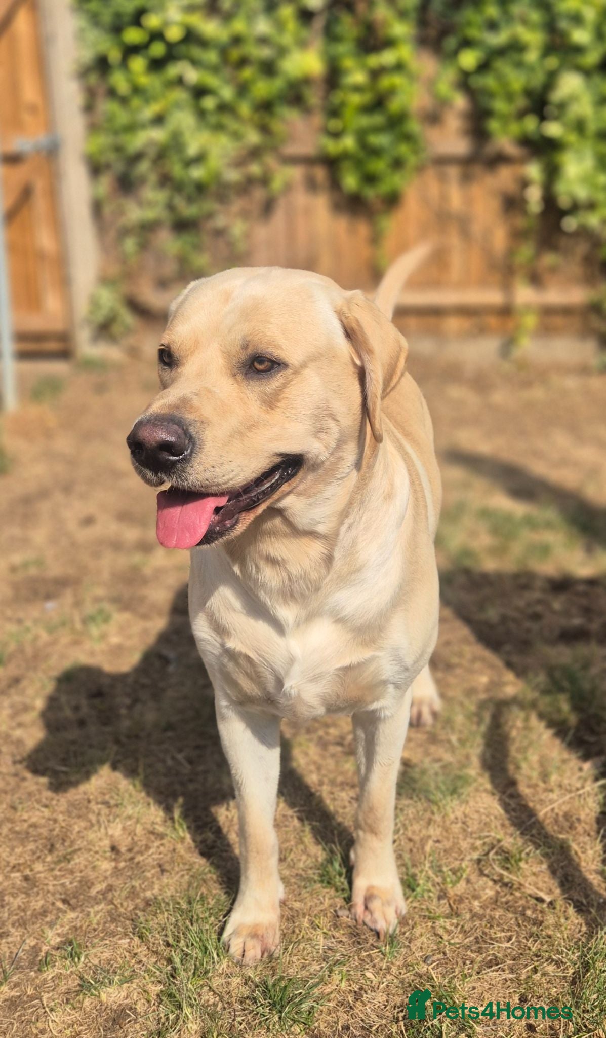 Labrador Retriever dogs STUD ONLY KC REGISTERED LABRADOR FTC BLOODLINES  - Advert 1