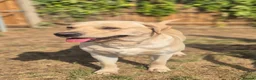 Labrador Retriever dogs for stud: STUD ONLY KC REGISTERED LABRADOR FTC BLOODLINES  in Southam - Advert 1