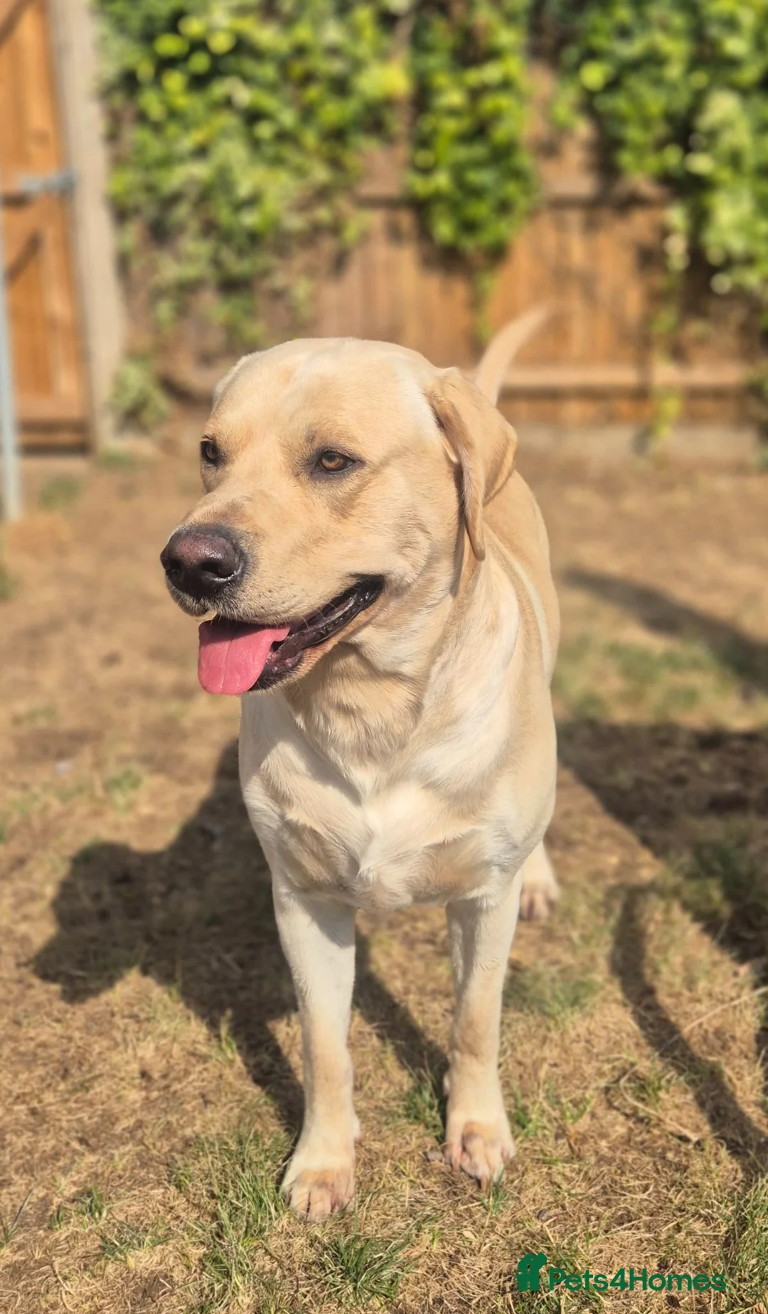 Labrador Retriever dogs for stud: STUD ONLY KC REGISTERED LABRADOR FTC BLOODLINES  in Southam - Advert 1
