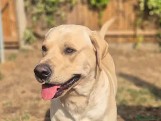 Labrador Retriever dogs STUD ONLY KC REGISTERED LABRADOR FTC BLOODLINES - Advert 1