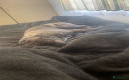 Mixed Breed dogs for sale: Rex! The 7 month old medium sized mixed breed - Advert 5