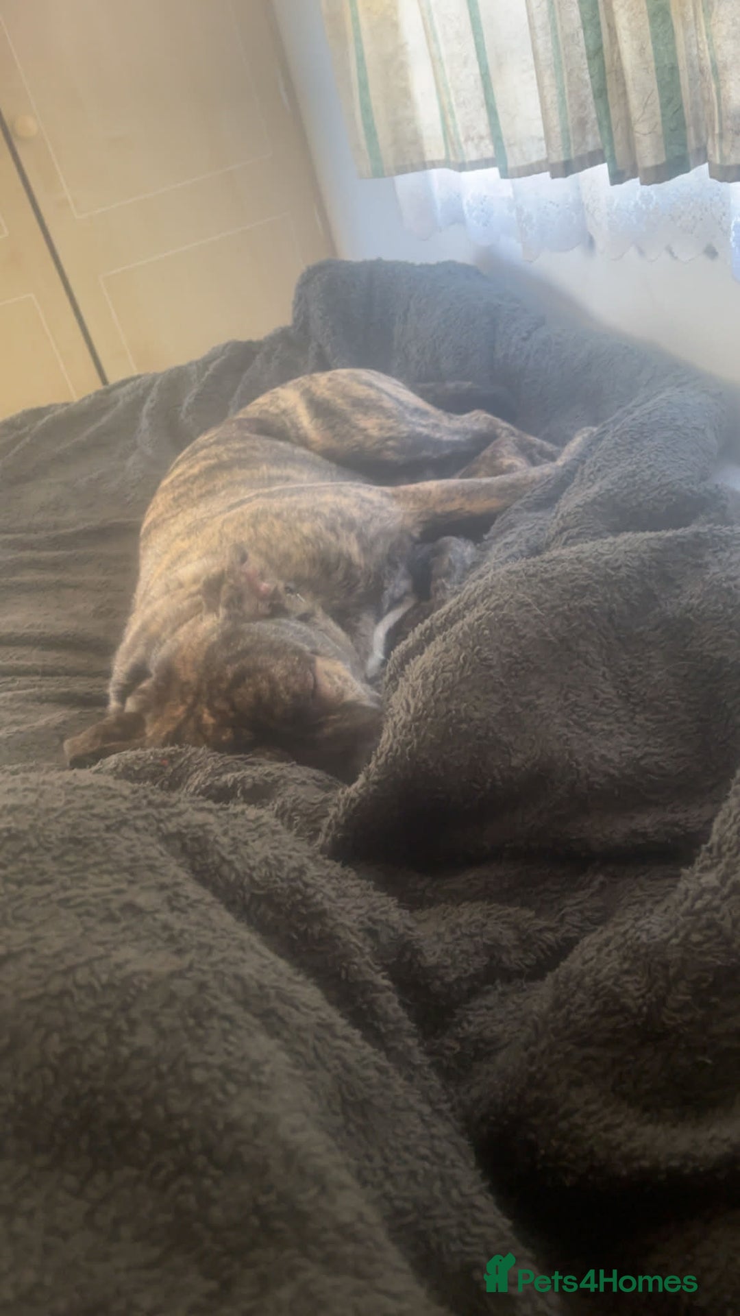 Mixed Breed dogs for sale: Rex! The 7 month old medium sized mixed breed - Advert 5