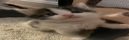 Mixed Breed cats for sale: Cute little Siberian cross kittens  - Advert 4