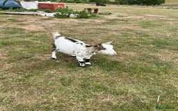 Goats livestock for sale: Pair of Pygmy Nanny’s  - Image 2