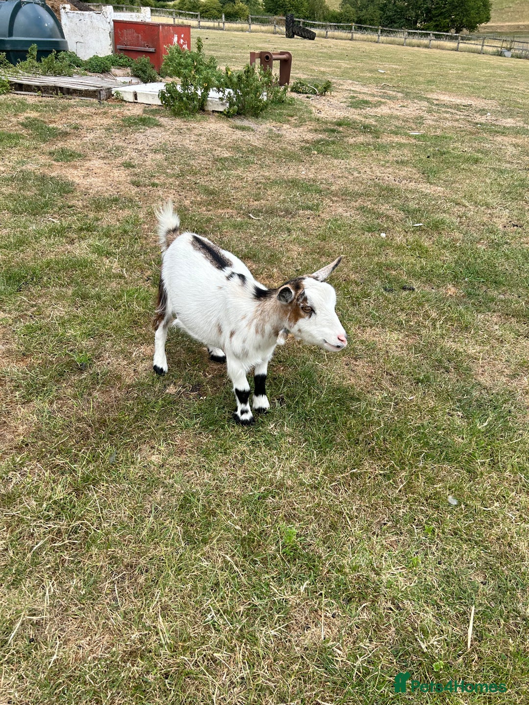 Goats livestock for sale: Pair of Pygmy Nanny’s  - Image 2