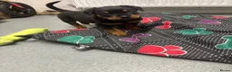 Rottweiler dogs for sale: 7 month old female Rottweiler  in Ripley - Advert 4