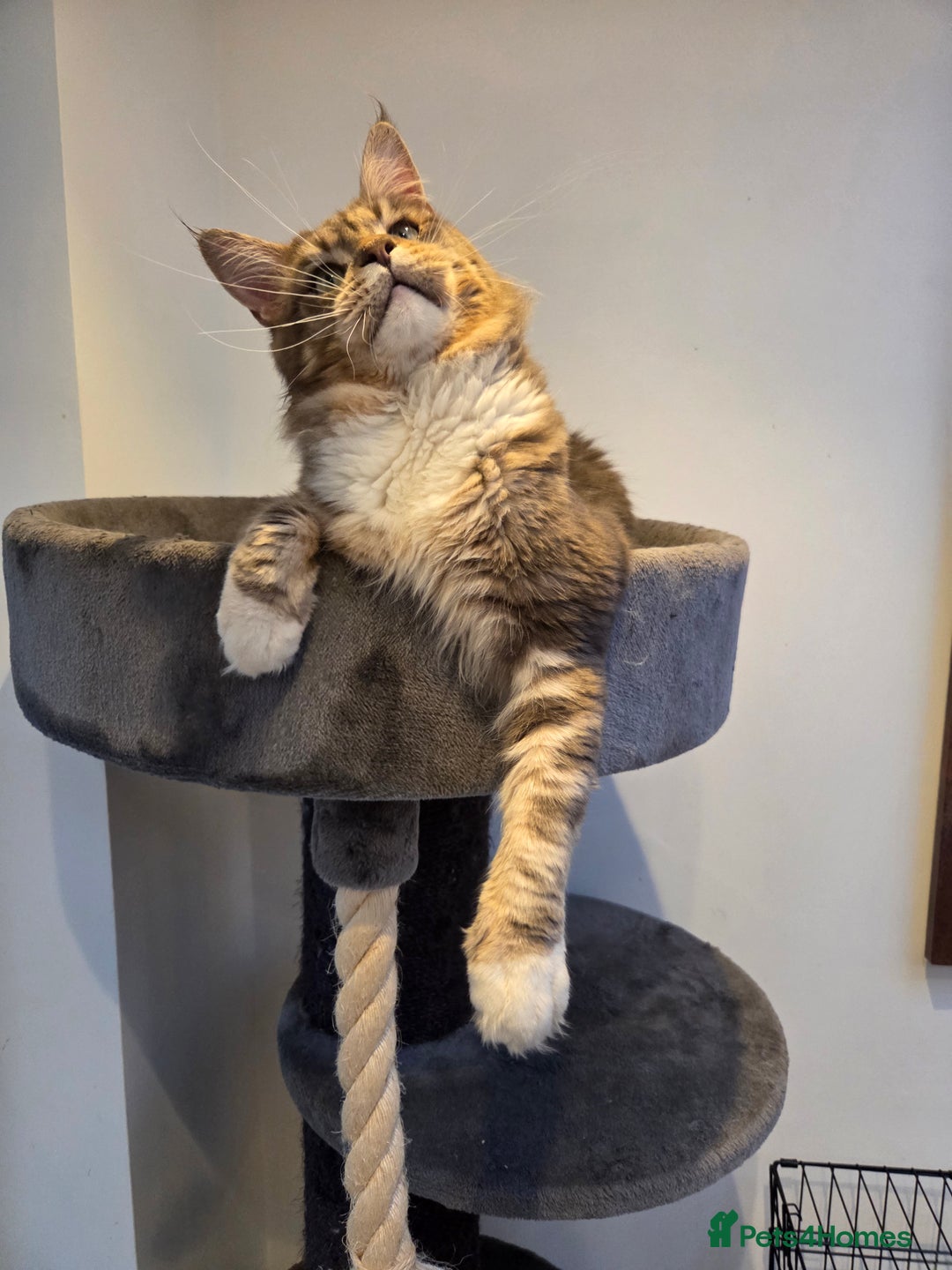 Maine Coon cats for sale: Stunning quality tica registered Mainecoon  - Image 33