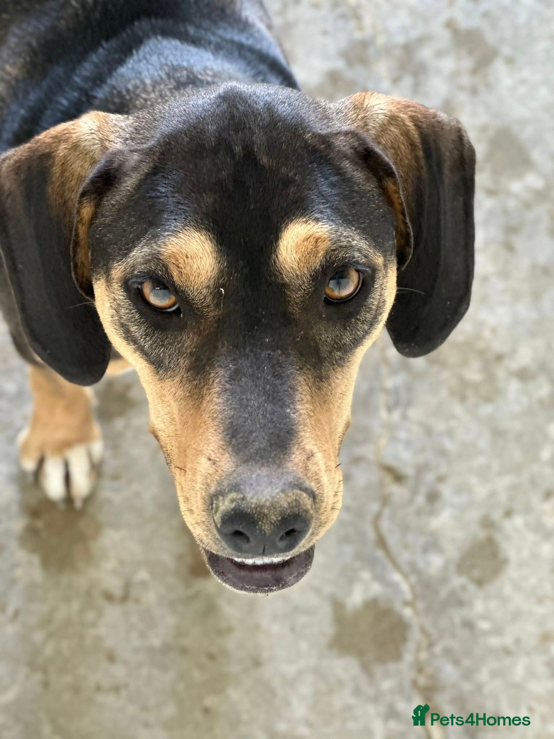 Mixed Breed dogs for adoption: FREYA - 18 Months Old, Hound Mix Girl - Image 3