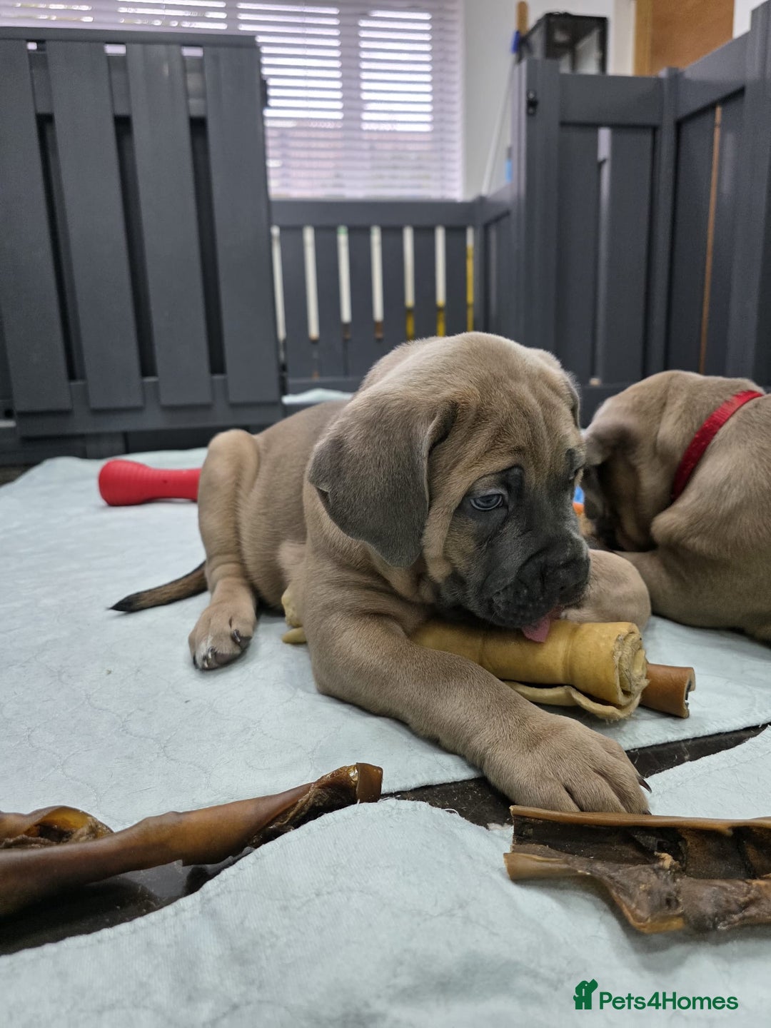 Cane Corso dogs for sale: Excellent Formentino Corso male puppies for sale.  - Image 28
