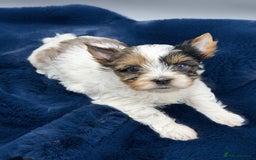 Yorkshire Terrier dogs for sale:  New Litter of Exotic Colourful Yorkshire Terriers - Image 6