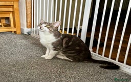 Domestic Shorthair cats for sale: Beautiful Leo  - Image 4