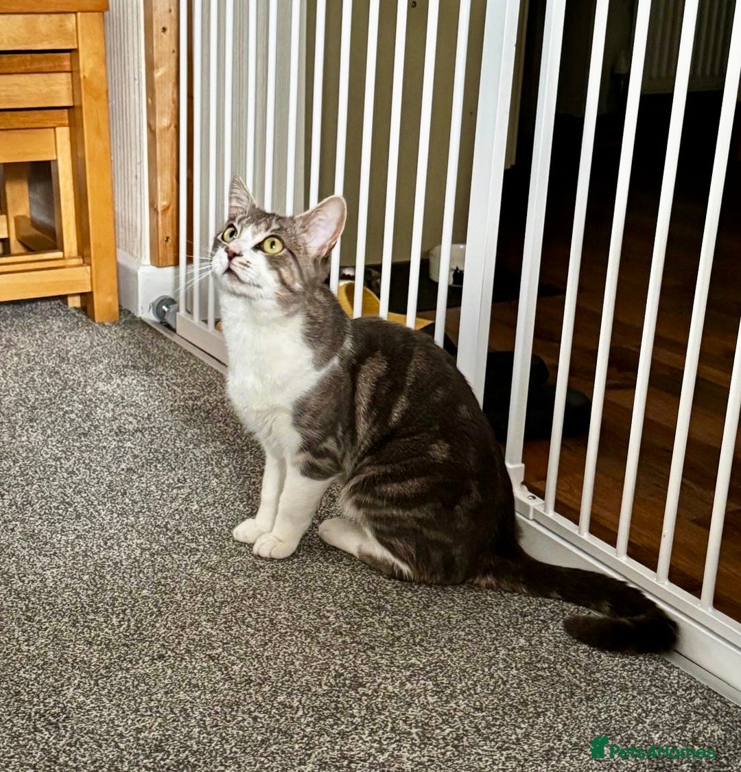 Domestic Shorthair cats for sale: Beautiful Leo  - Image 4