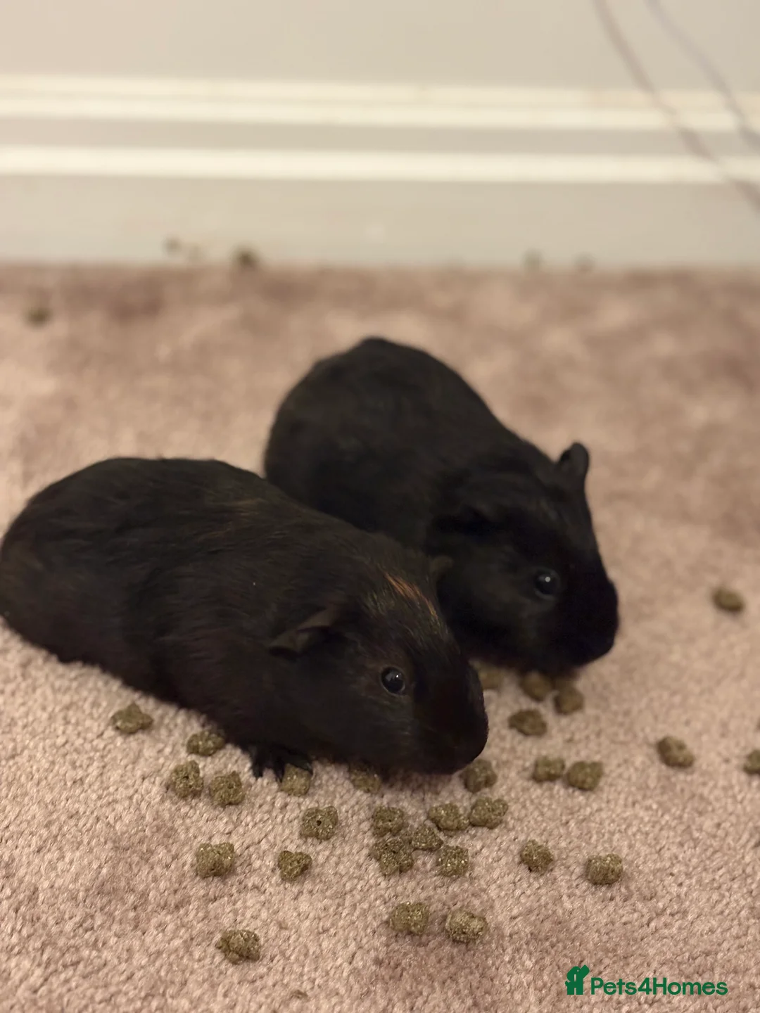 Guinea Pig rodents for sale: 6 Guinea pigs for sale  in Widnes - Advert 2