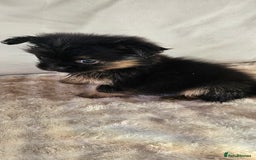 Pomeranian dogs for sale: Pomeranian puppies - Image 3