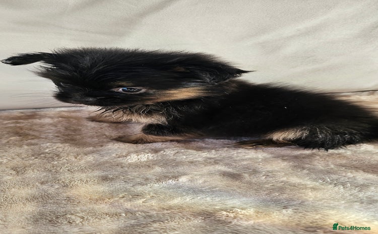 Pomeranian dogs - Advert 4