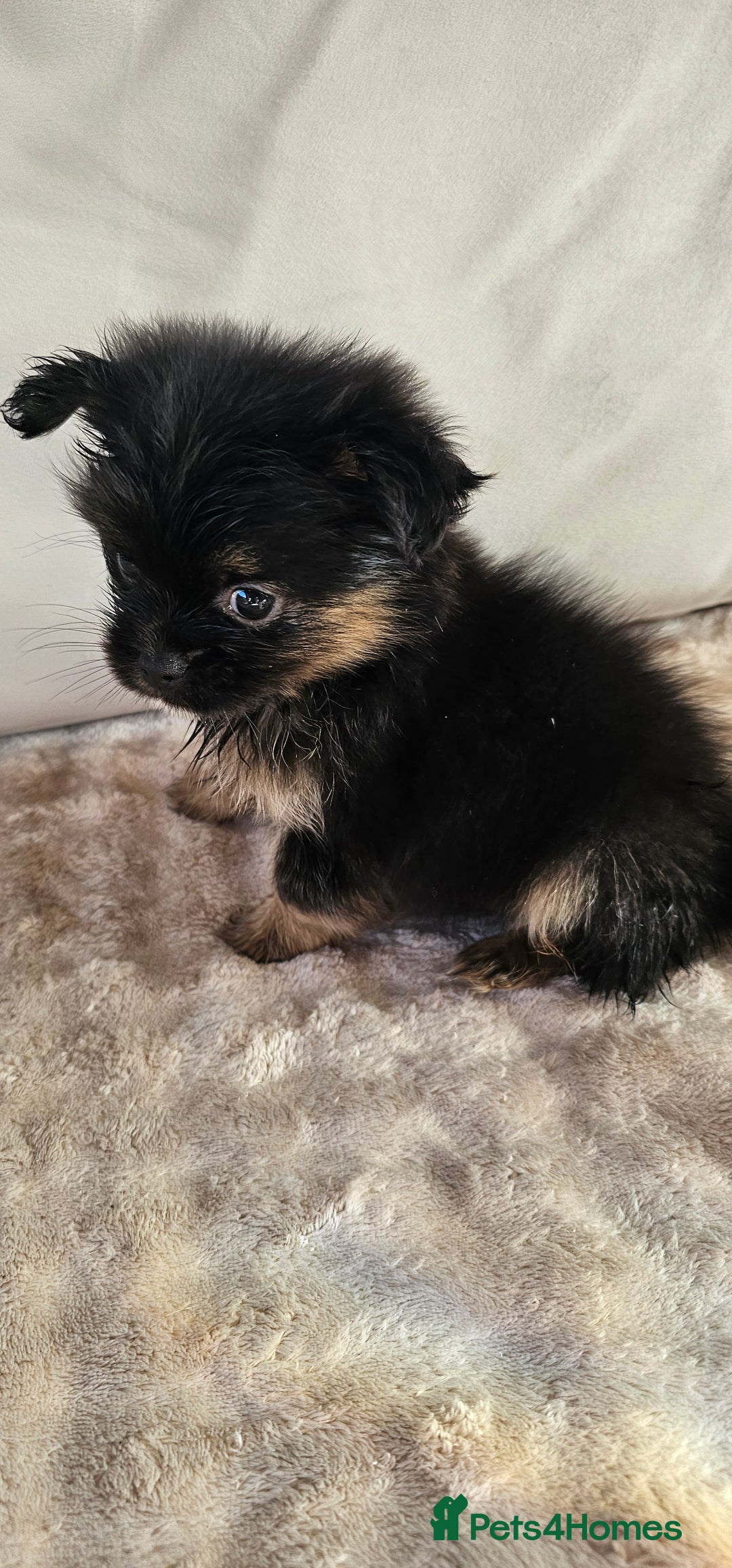 Pomeranian dogs for sale: Pomeranian puppies - Image 3