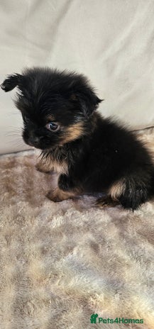 Pomeranian dogs - Advert 4