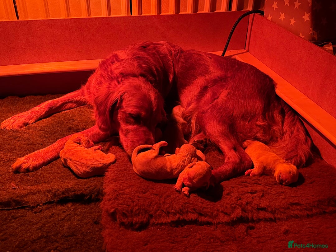 Golden Retriever dogs for sale: Golden retriever puppies - Advert 3