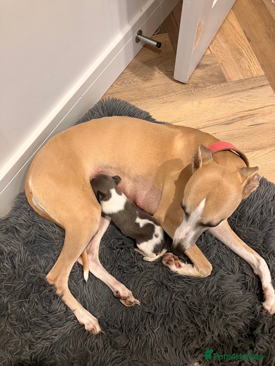 Whippet dogs for sale: Beautiful whippet puppies  - Advert 1
